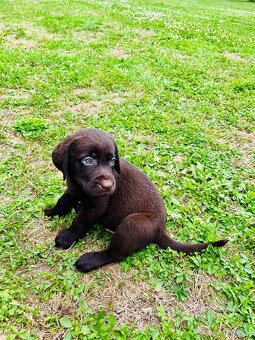 Labradorský retriever čokoláda - štěňátka s Průkazem Původu - 2