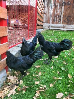 Prodám 17týdenní kohouty Ayam Cemani - 2