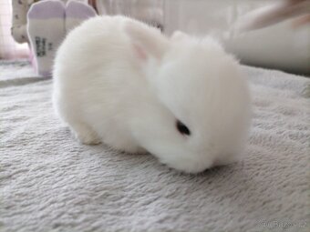 Zakrslý králík - Minilop - 2