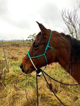 Loping hackamore na míru - 2