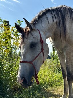 Na predaj mladá kobyla – 2,5 roka - 2