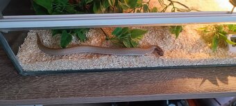 Heterodon nosatý - 2