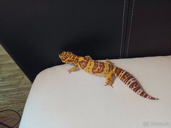 Gekončík Noční - 2