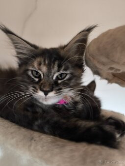 Mainská mývalí koťátka bez PP - 2