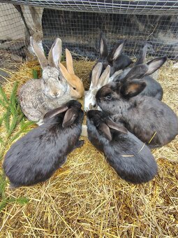 Králík - samci - 2