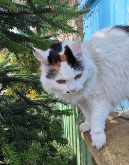 Starší kočka do dobrých rukou - 2