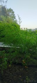 Phyllostachys Parvifolia celý velký trs. Bambus - 2