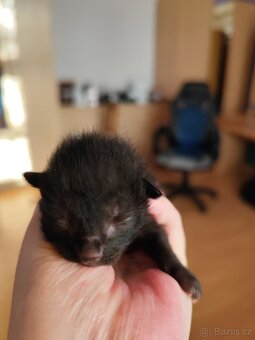 Koťata narozená 30.4.2025 - 2