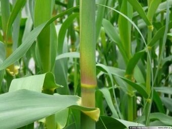 ARUNDO DONAX - ROBUSTNÍ BAMBUSOVÁ TRÁVA - 2