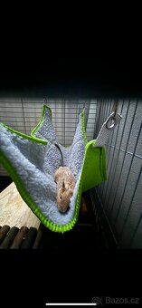 Daruji osmáky degu - 2