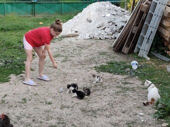 Daruji koťata ,kočičky jeden kocourek - 2