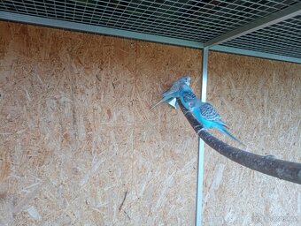 Andulka vlnková - 2