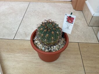 Kaktusy XXL -Gymnocalycium - 2