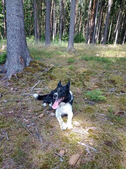 Border Kolie - krytí - 2