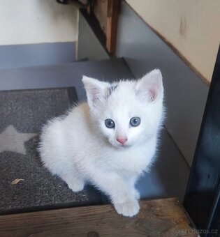 Darujeme kocourka - 2