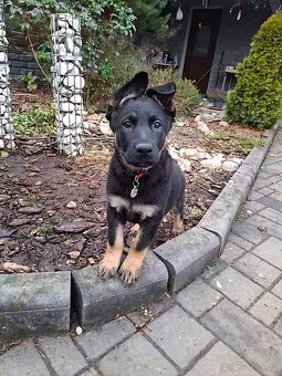 Německý ovčák - štěňátka - 2