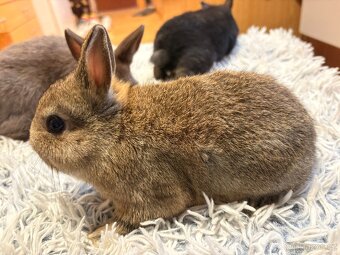 Zakrslý králíček - 2