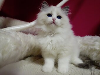 Kotě ragdoll s PP - 2