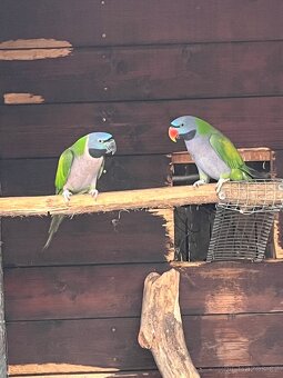 Alexandr čínský - 2