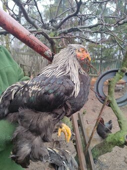 Brahmánka velká kohout - 2