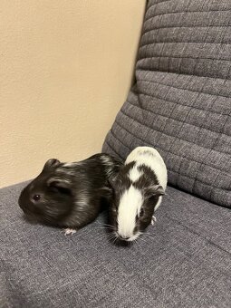 Mláďata morčata - 2