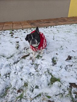 Fenka fr.buldoček - 2