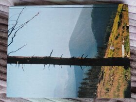 Kamzici v Jeseníkách - 2