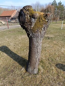 Kmeny z třešně - 2