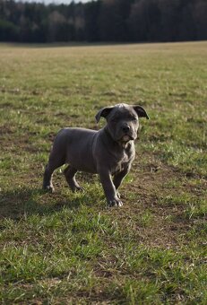 American Bully Standard - 2