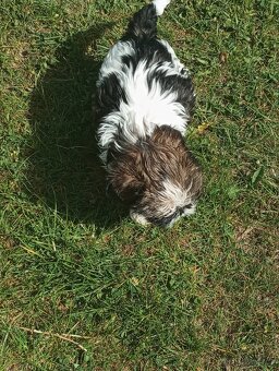 Shih-tzu - 2