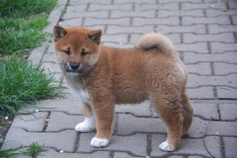 Shiba inu s průkazem původu - chlapečci - 2