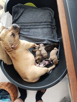American Bully - Pocket s PP (AKBC) - 2