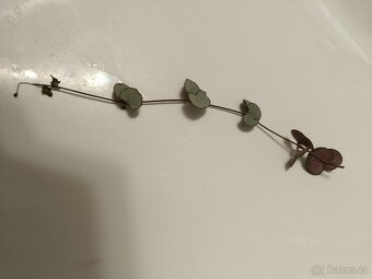 Ceropegia-Svicník 4 druhy- Variegata , String of hearts - 2