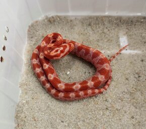 Užovka červená (Pantherophis guttatus), - 2