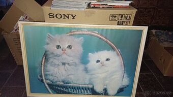 obrazky foto v rámu pejsci a kočičky a modern - 2