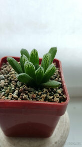 Haworthia sp. (hybrid) - 2
