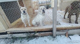 Cane Corso - 2
