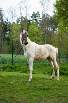 Prodám hřebečka jako společníka - 2