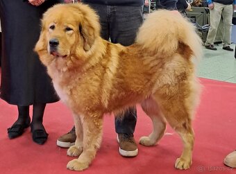 Tibetská doga štěňata s PP (FCI) leden 2026 - 2