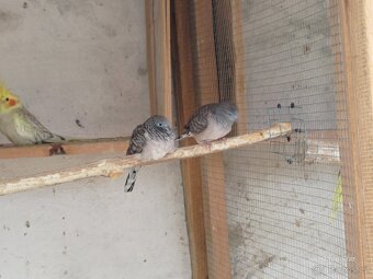 Holoubek mírový - 2