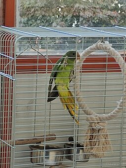 Alexander ciernohlavy - 2