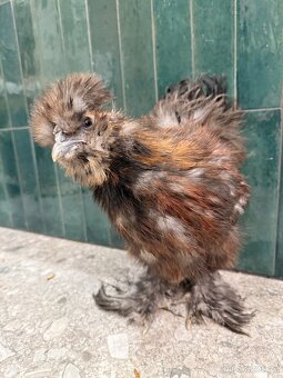 Hedvabnicka USA kohoutek - 2