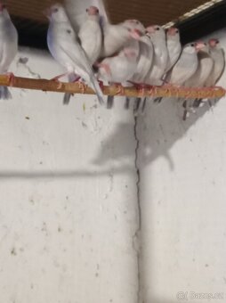 Prodám rýžovníky šedé - 2