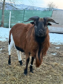 Kamerunský beran - 2