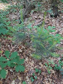 borovice vejmutovka stromky - 2