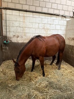 Kobylka AQH na prodej - 2