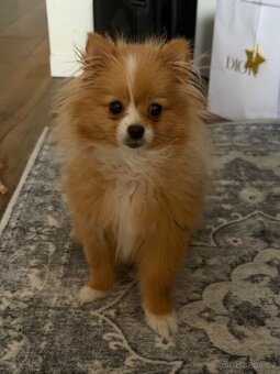 Prodám krásného pomeranian špice - 2