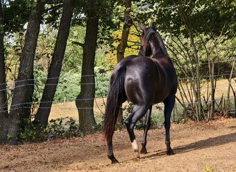 Černý Quarter horse - 2