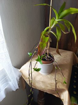 Kalisie vonná bylina dlouhověkosti - 2