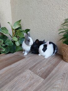 Zakrslý králík hladkosrstý - dvě samičky + sameček - 2